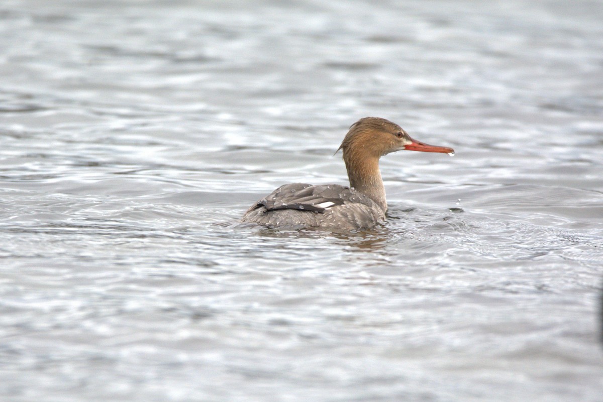Serreta Mediana - ML647442569