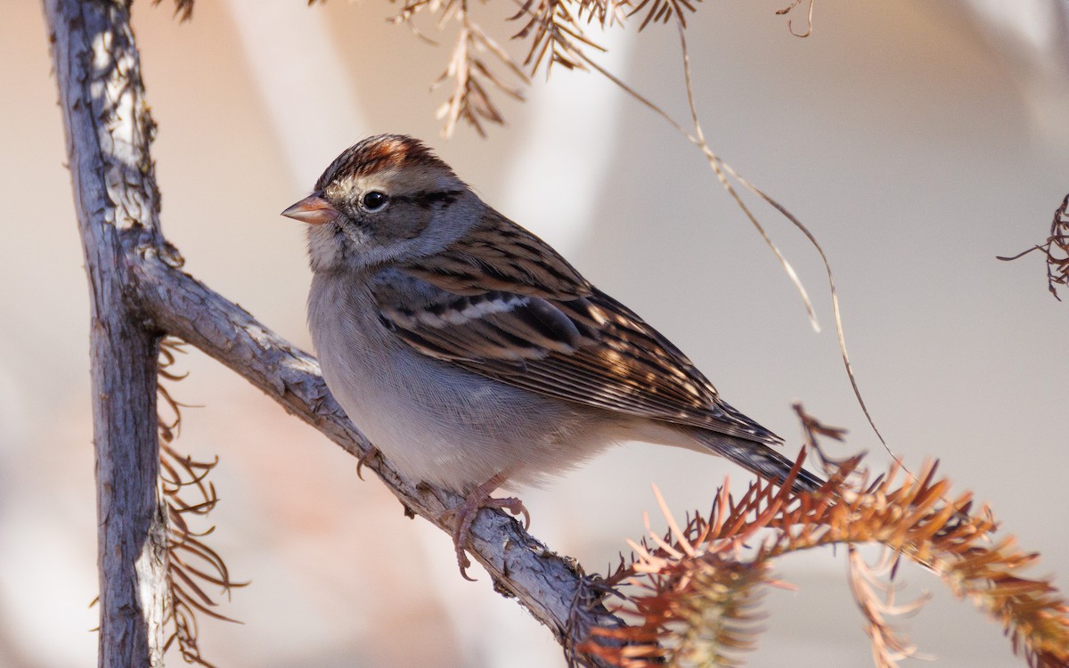 Малая воробьиная овсянка - ML647442580