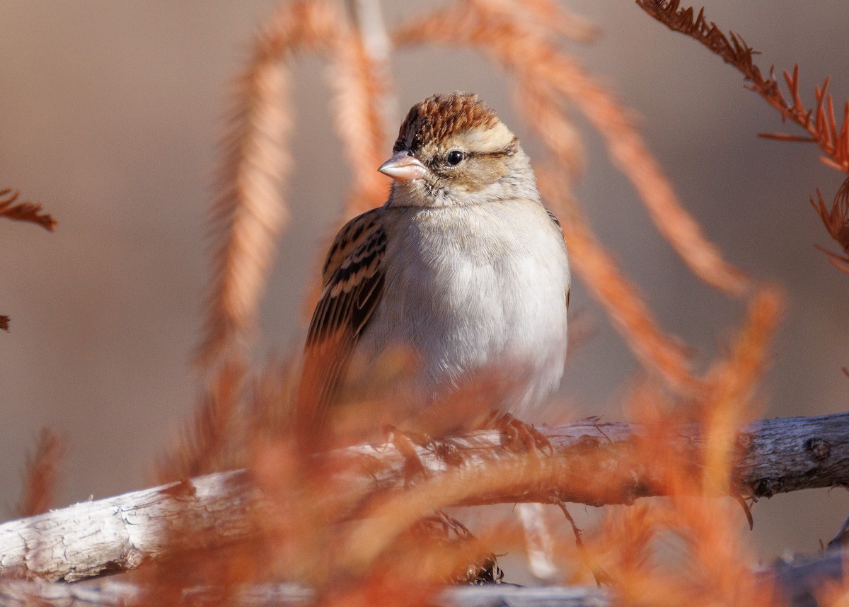 Малая воробьиная овсянка - ML647442585