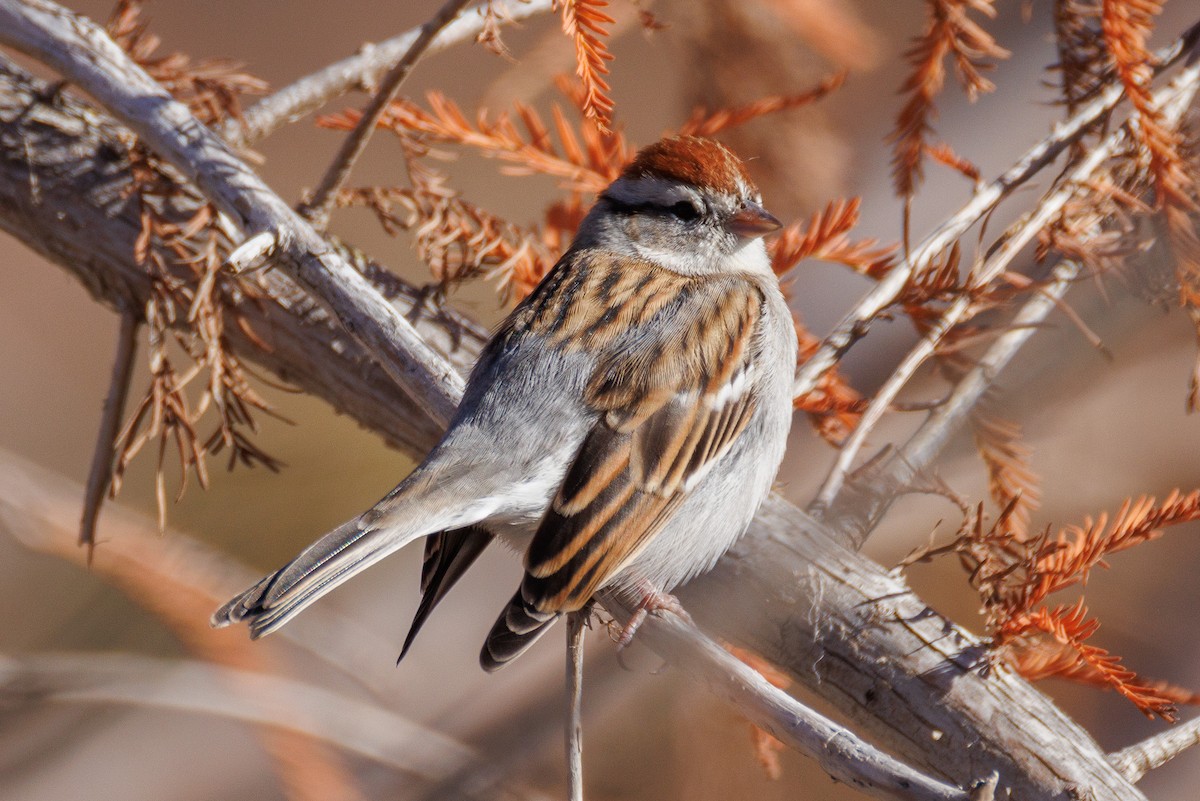 Малая воробьиная овсянка - ML647442588