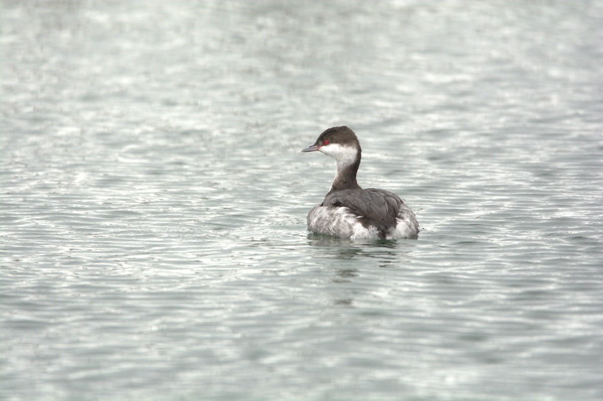 Horned Grebe - ML647442600