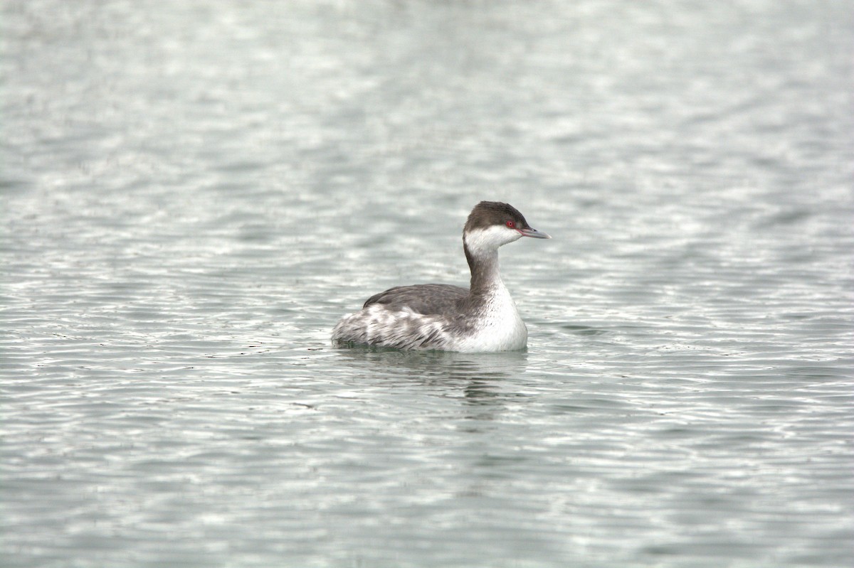 Horned Grebe - ML647442601