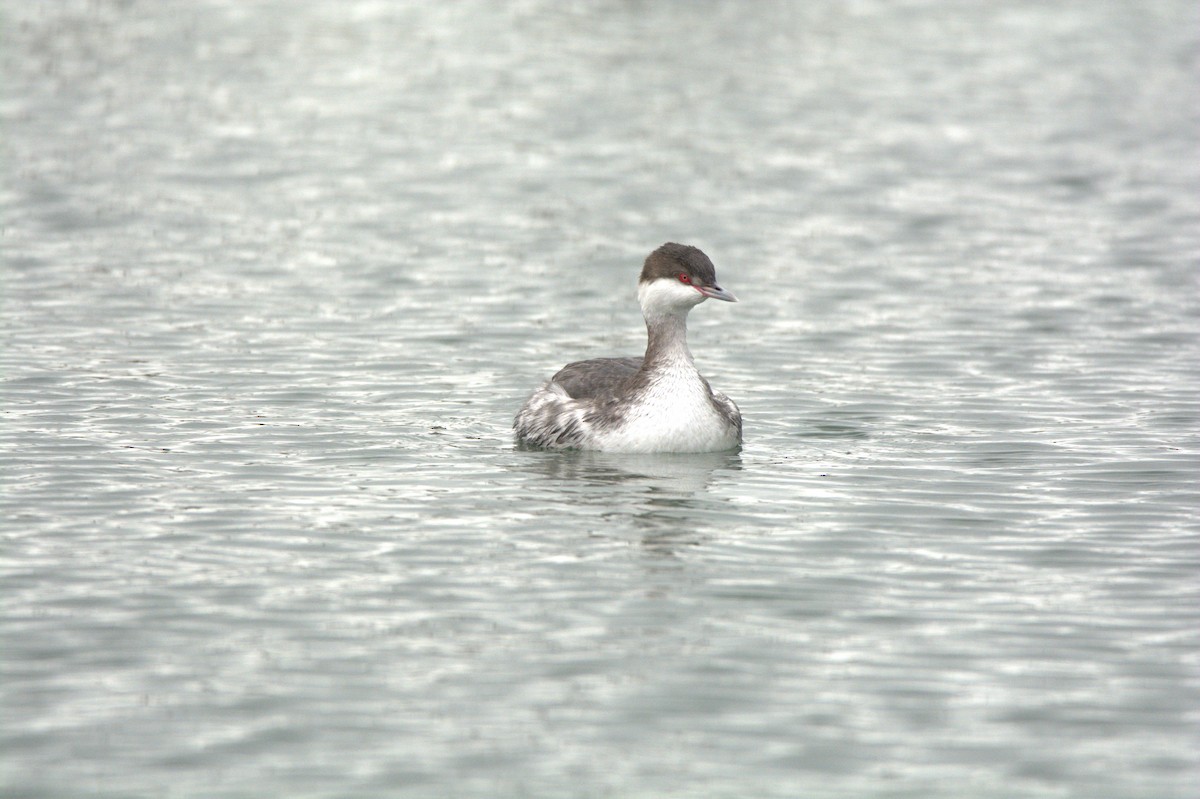 Horned Grebe - ML647442602
