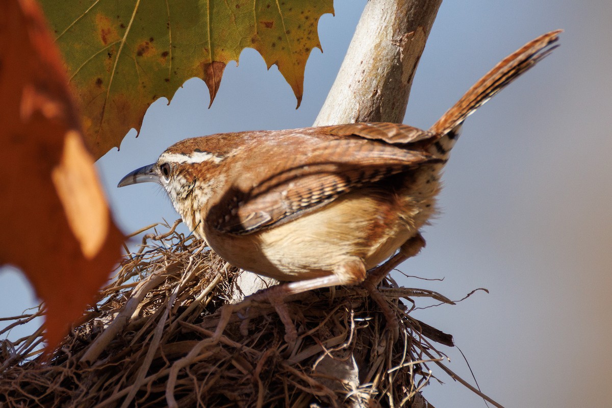 Каролинский крапивник - ML647442604