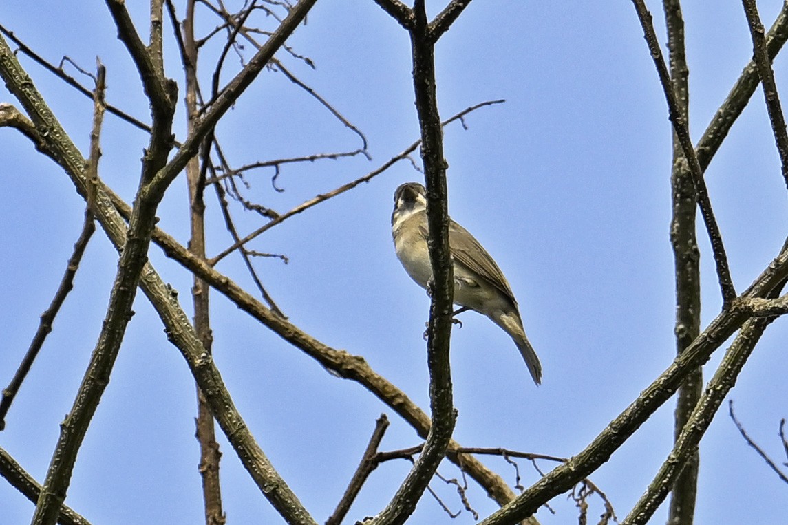 Rusty-breasted Nunlet - ML647442606