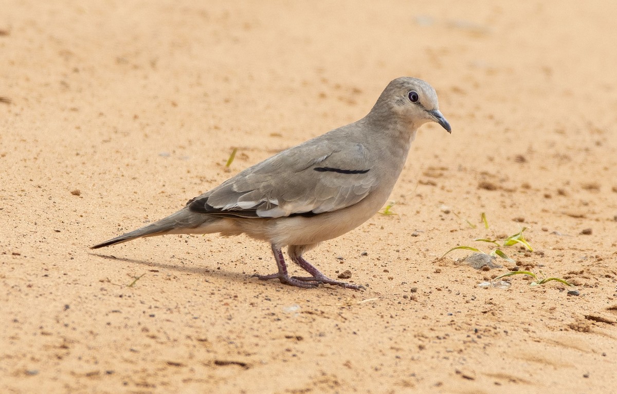 Picui Ground Dove - ML647442612