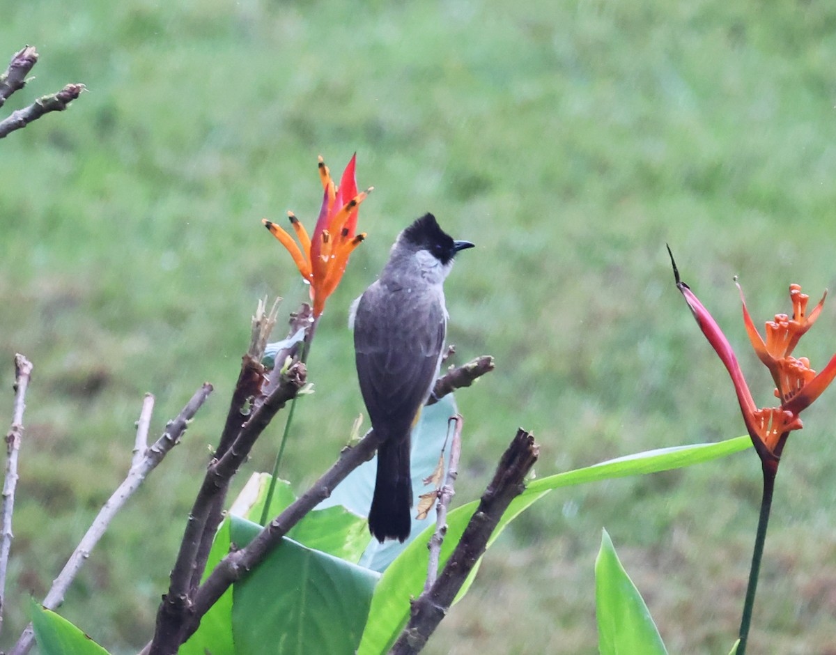Sooty-headed Bulbul - ML647442613