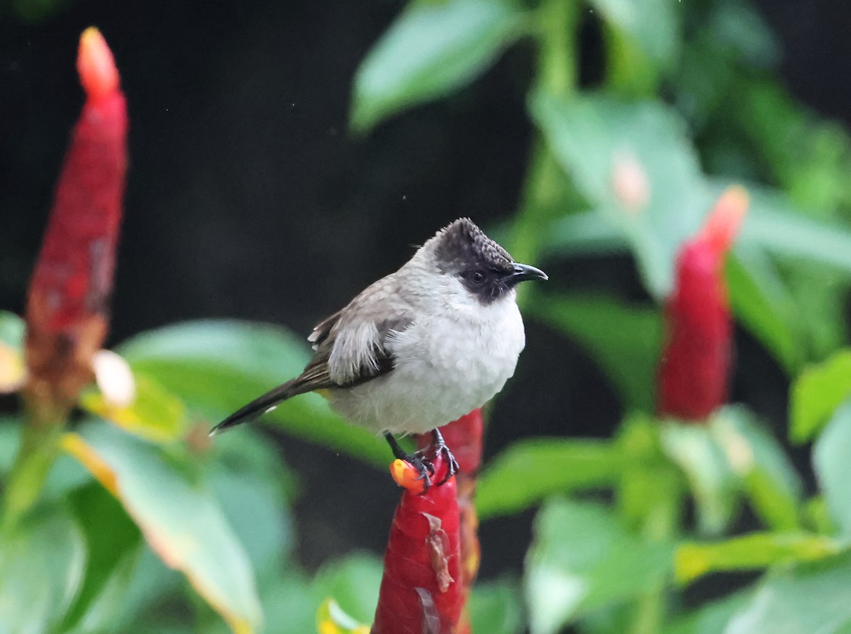 Sooty-headed Bulbul - ML647442614