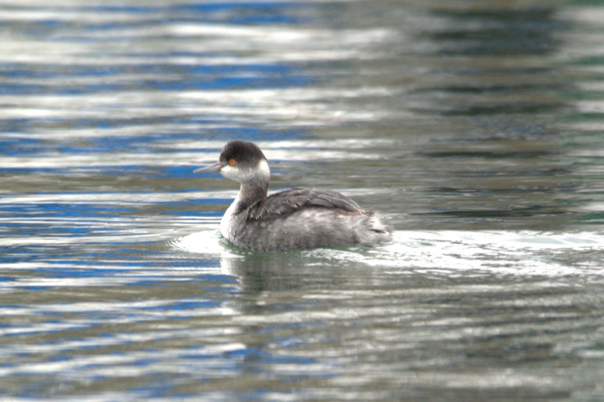 potápka černokrká - ML647442615