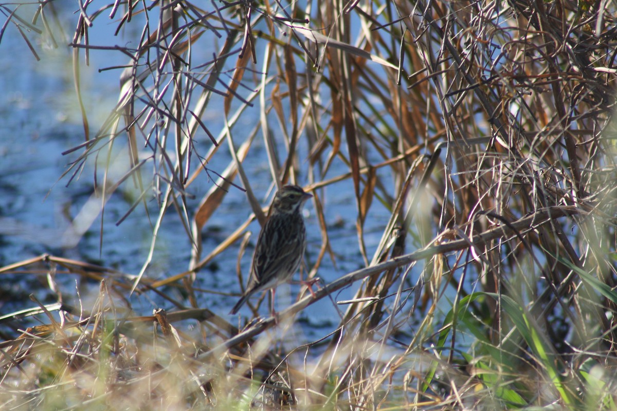 Savannah Sparrow - ML647442631