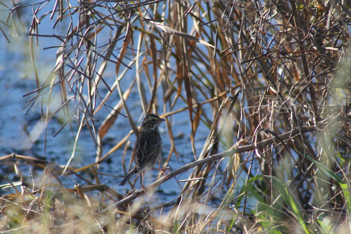 Savannah Sparrow - ML647442633