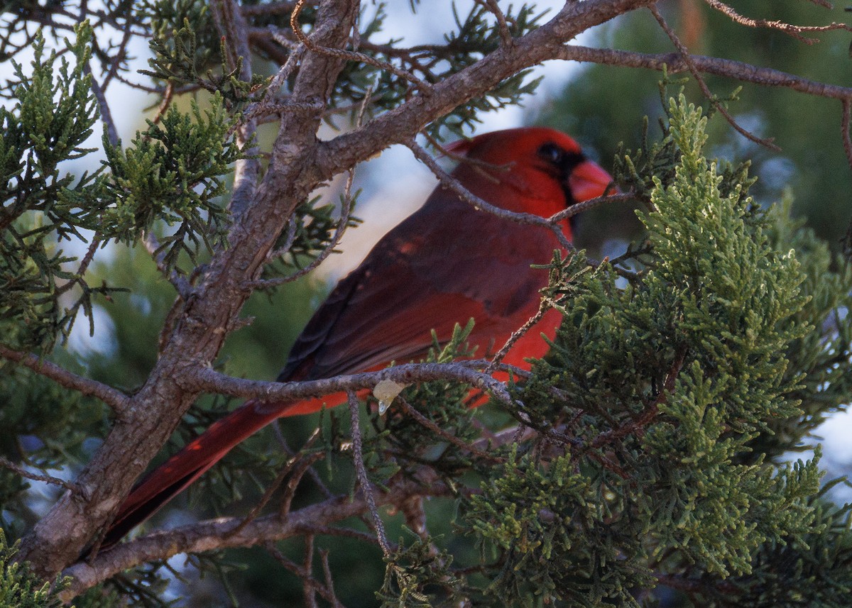 Красный кардинал - ML647442653