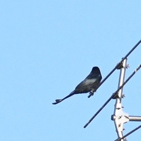 Black Drongo - ML647442659