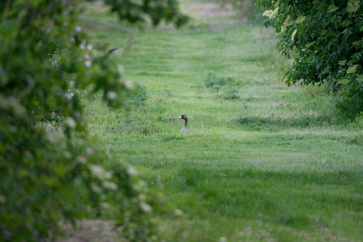 Blässgans - ML647442665