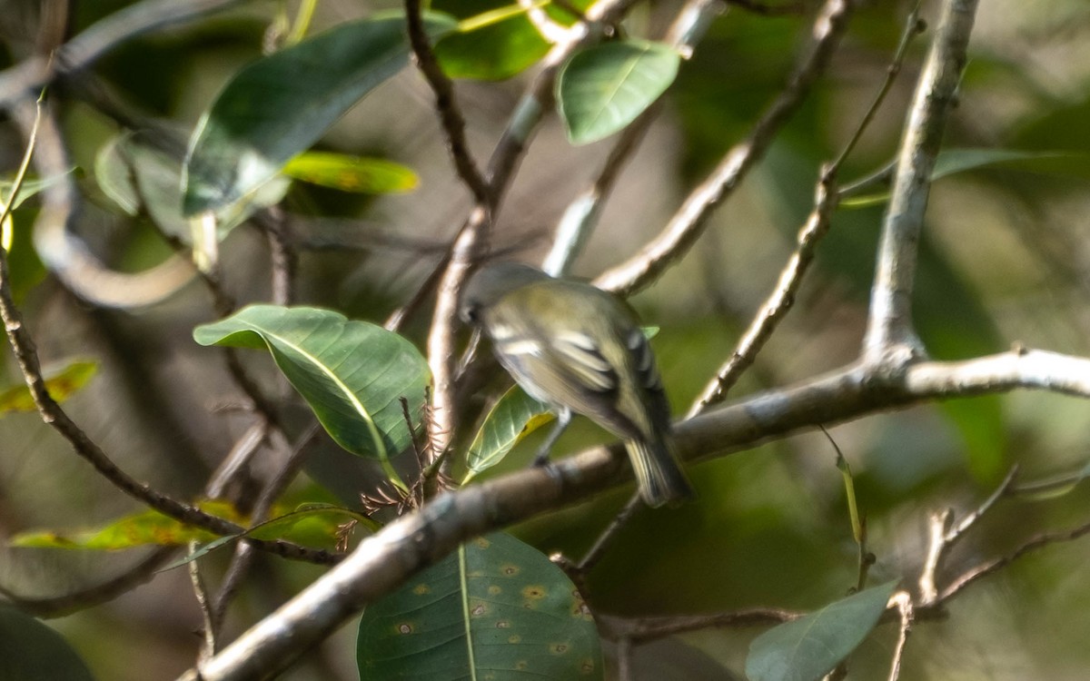 zelenáček brýlový - ML647442676