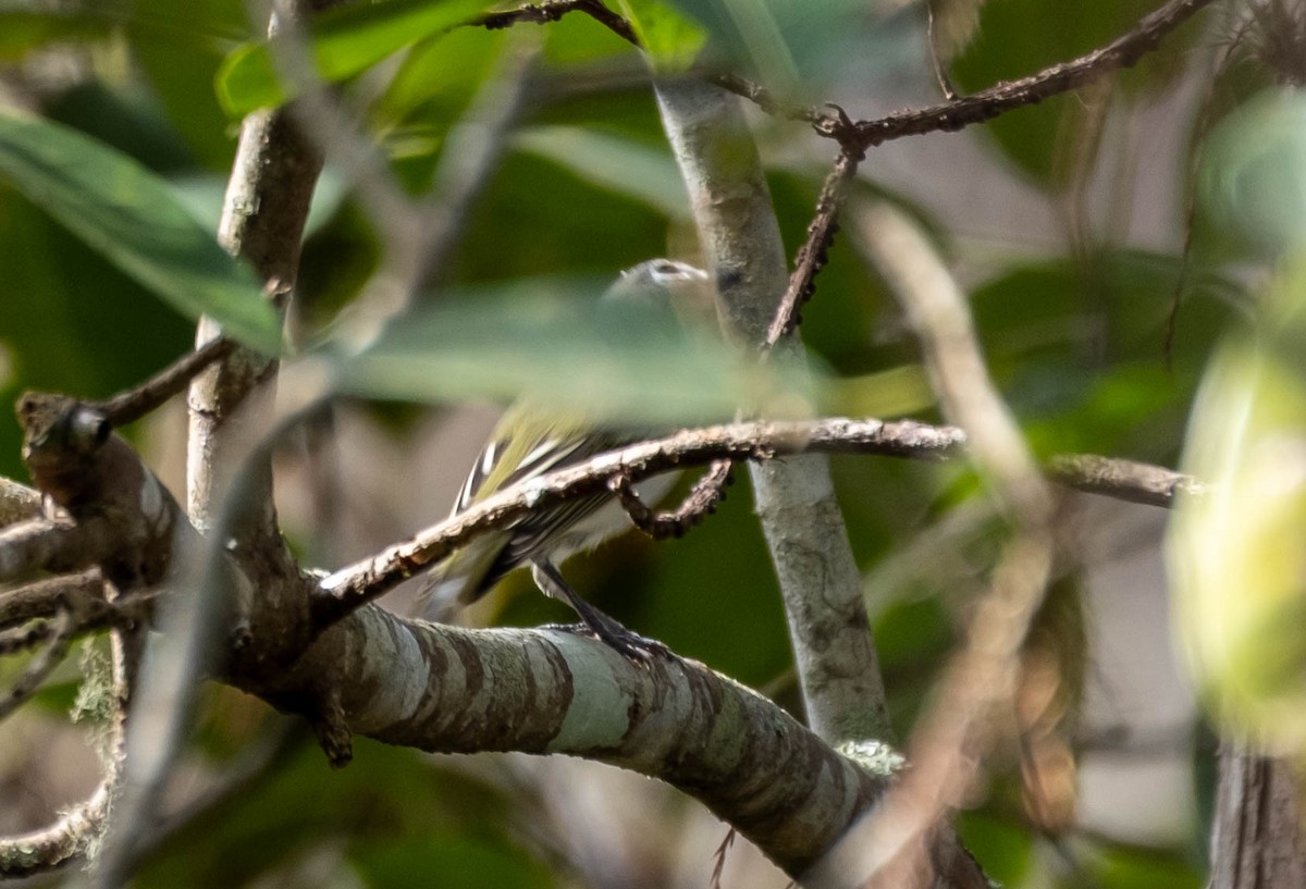 zelenáček brýlový - ML647442680