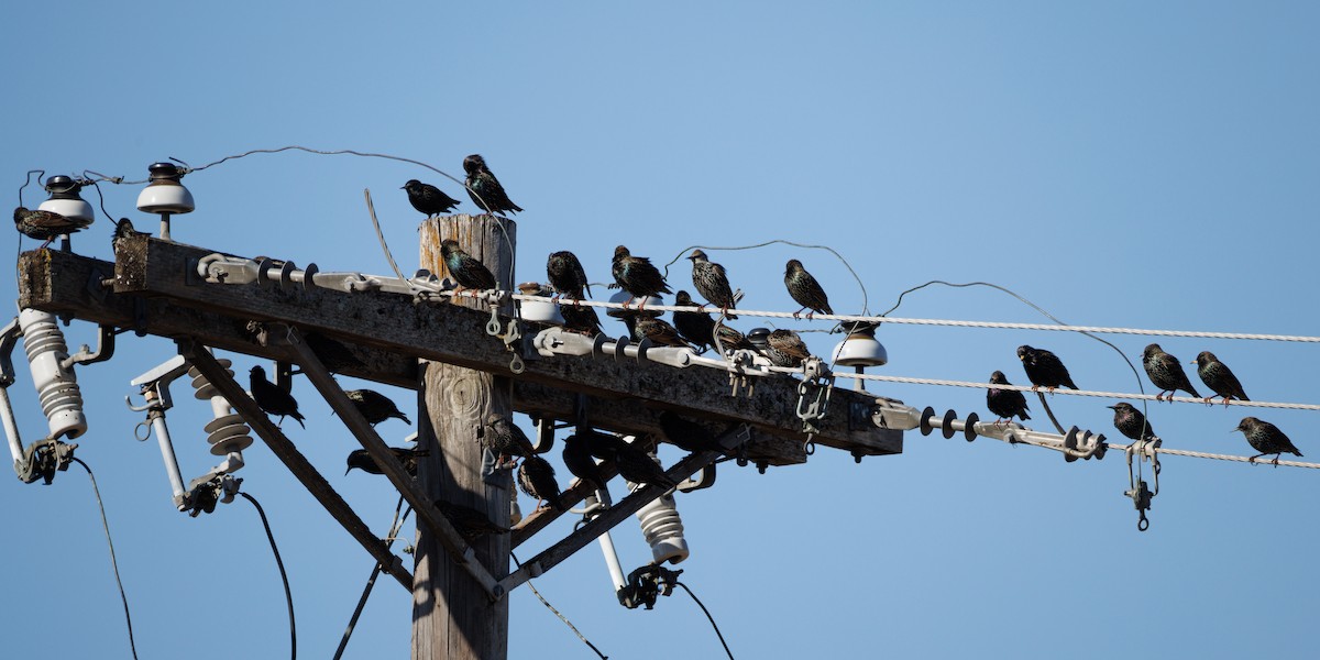 Обыкновенный скворец - ML647442682