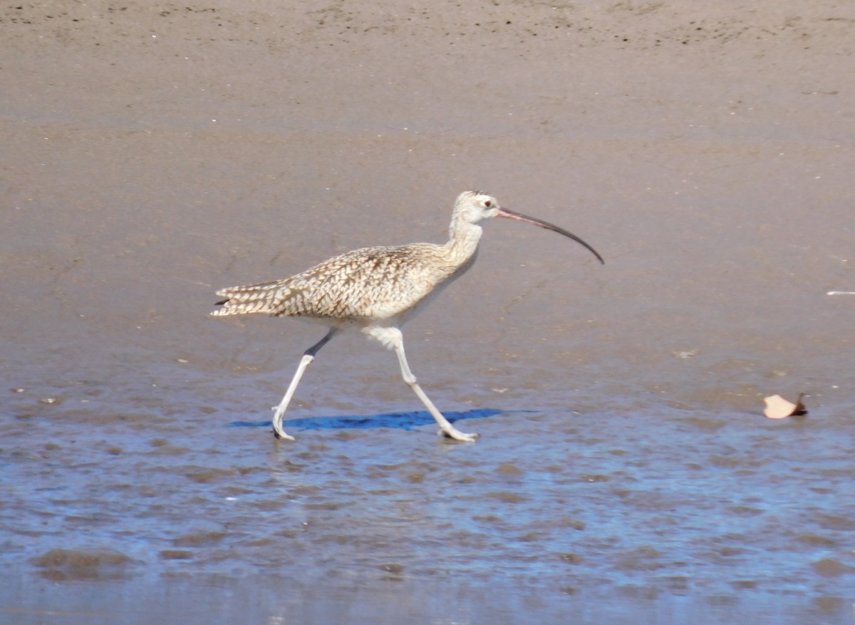 Кульон американський - ML647442684