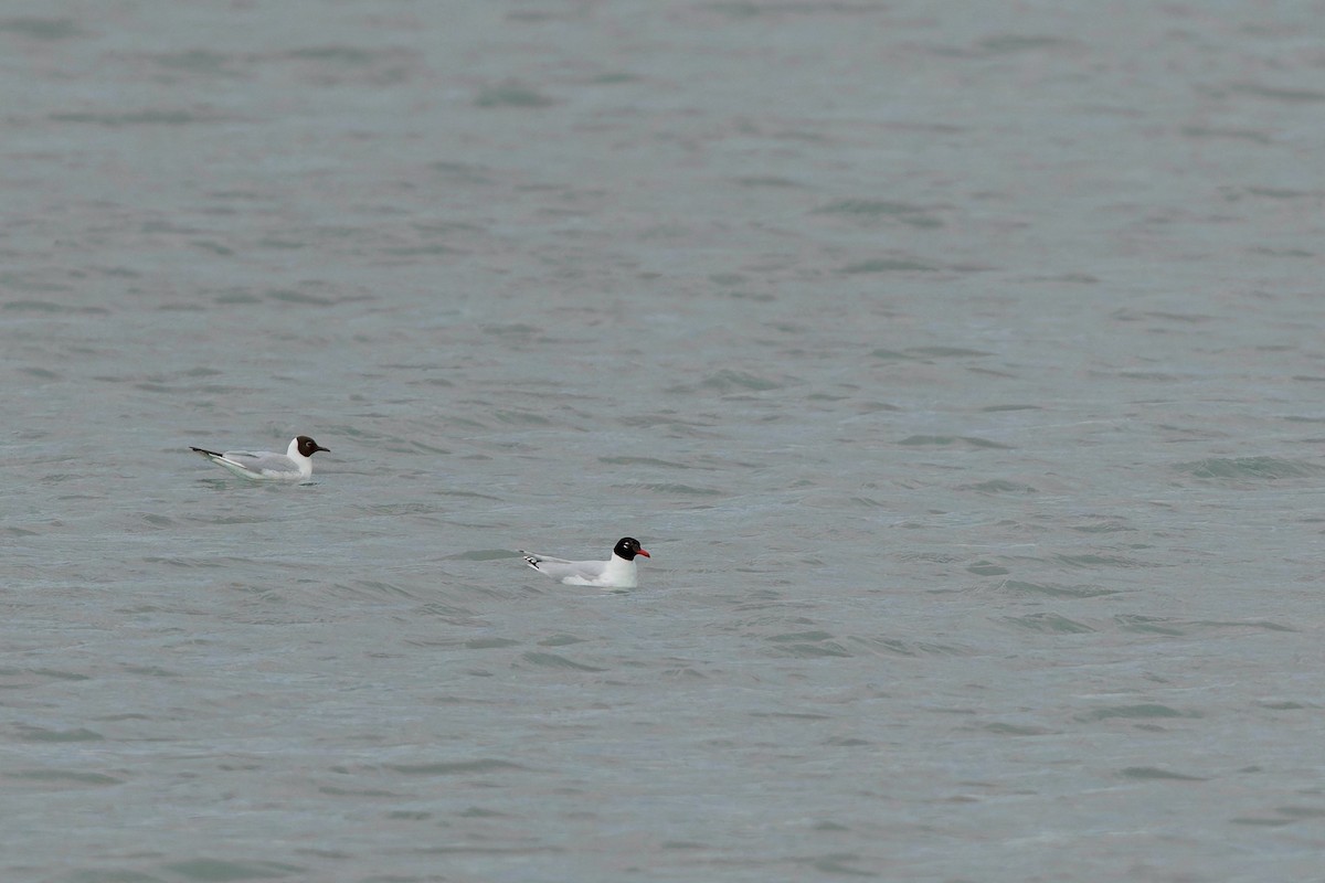 Mediterranean Gull - ML647442699
