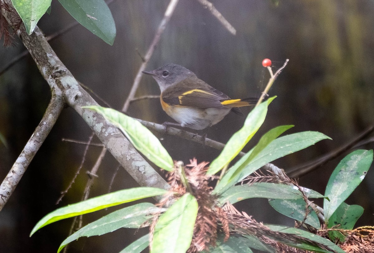 Горихвостковая древесница - ML647442725