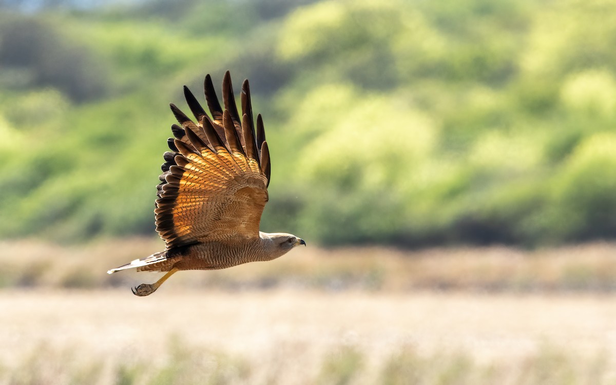 Busardo Sabanero - ML647442737