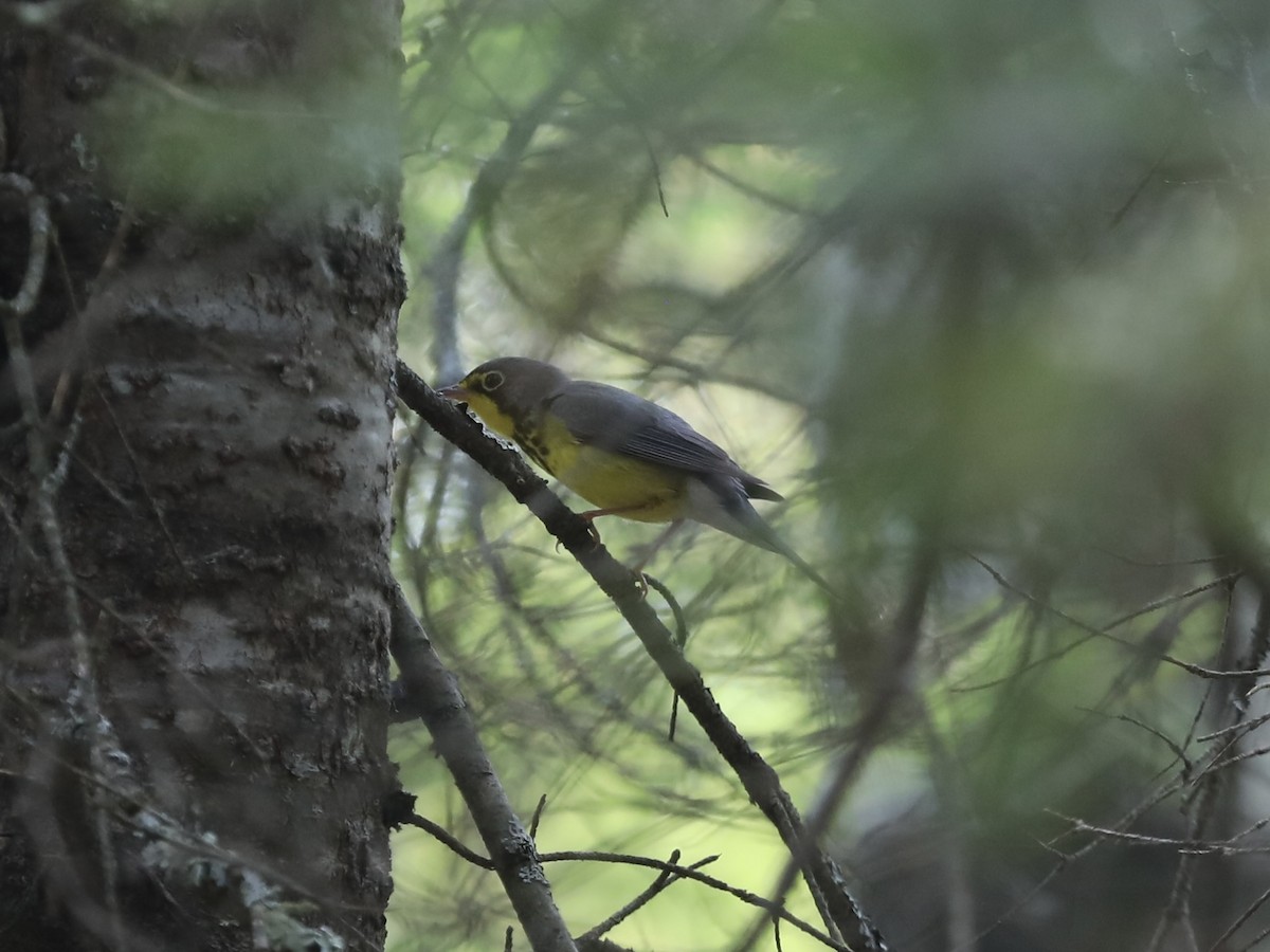 Канадская вильсония - ML647442767