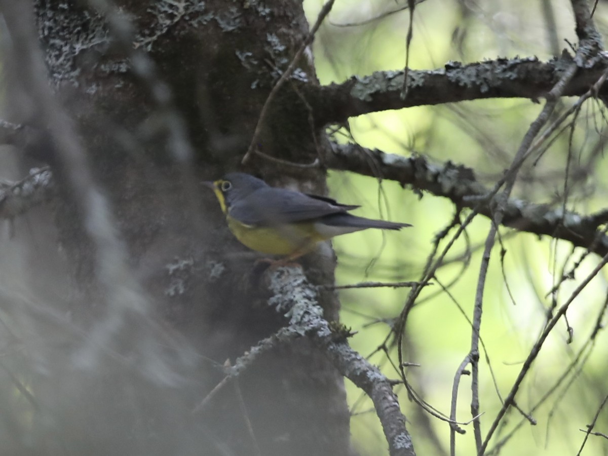 Канадская вильсония - ML647442768