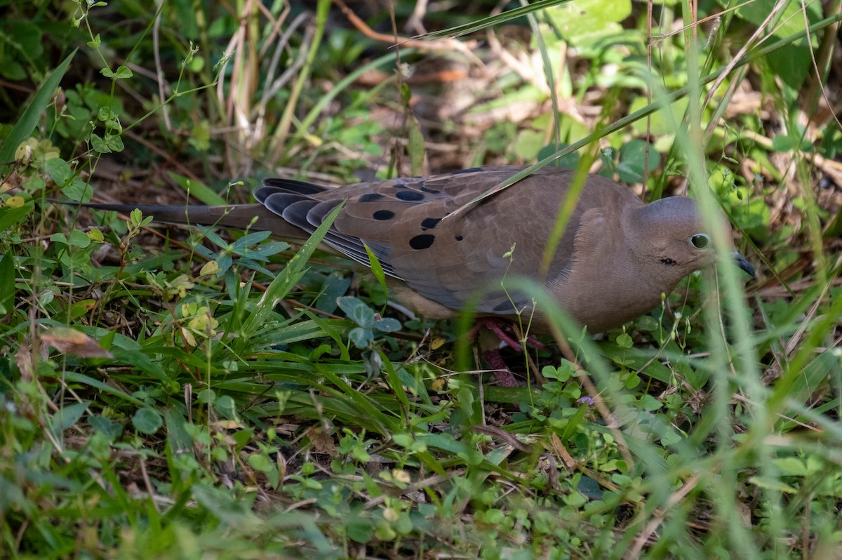Mourning Dove - ML647442772