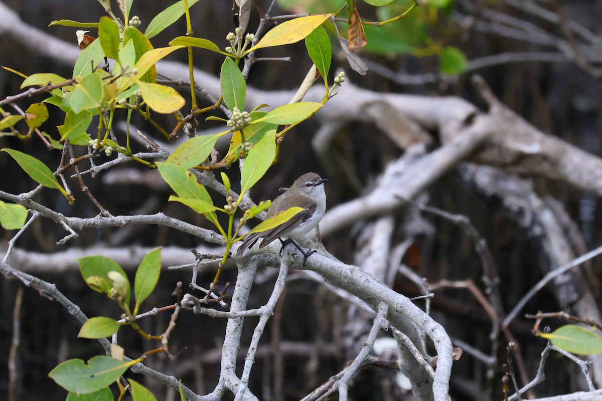 Mangrove Gerygone - ML647442774