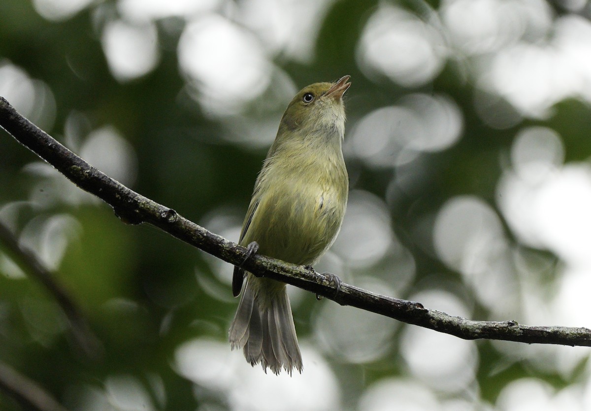 Jamaican Vireo - ML647442791
