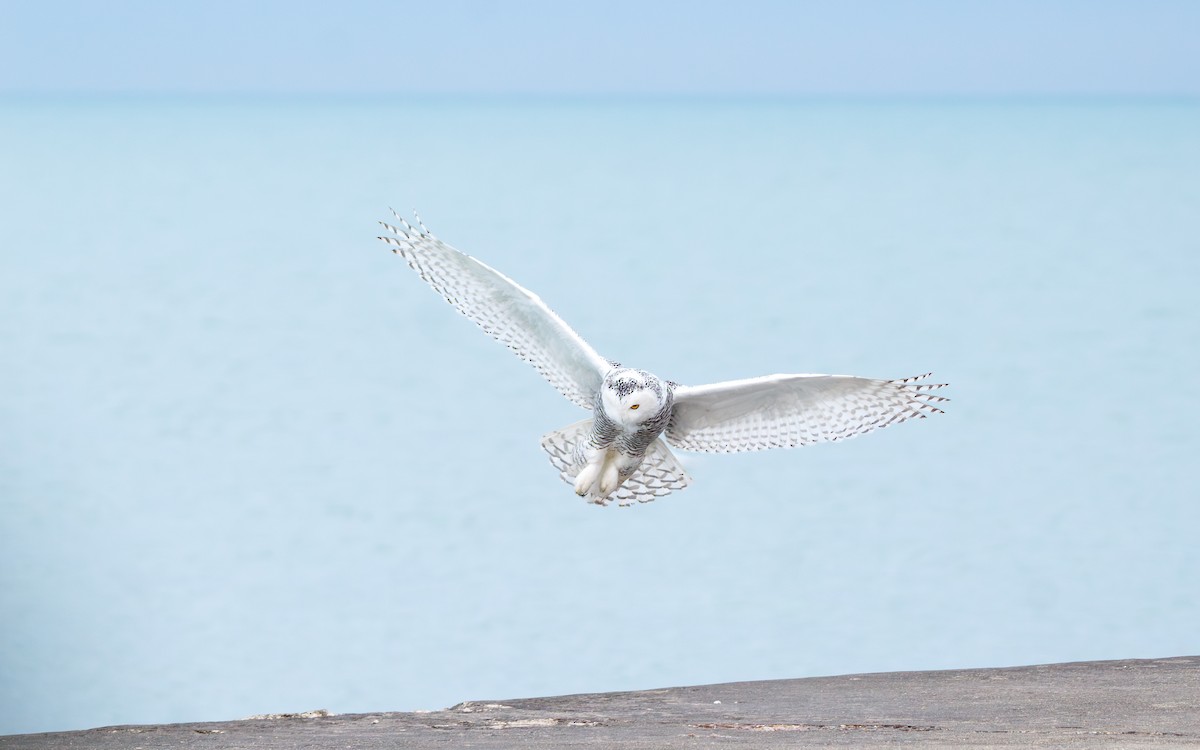 לילית שלג - ML647442829