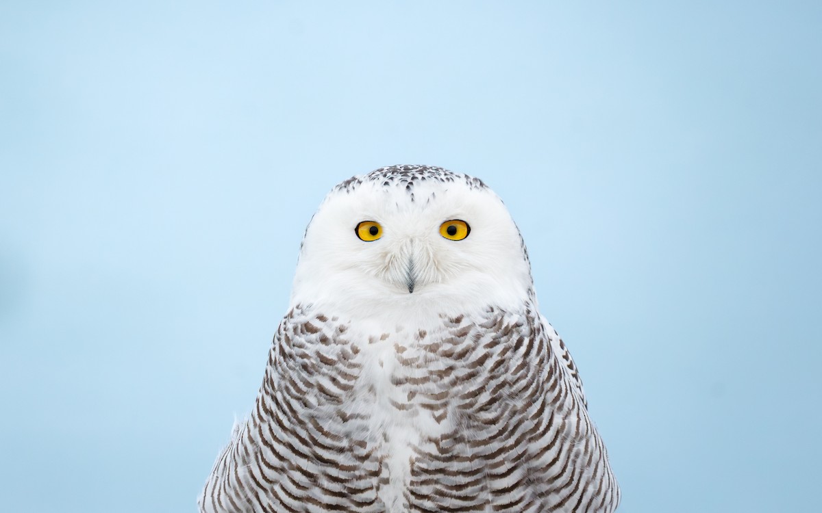 לילית שלג - ML647442830