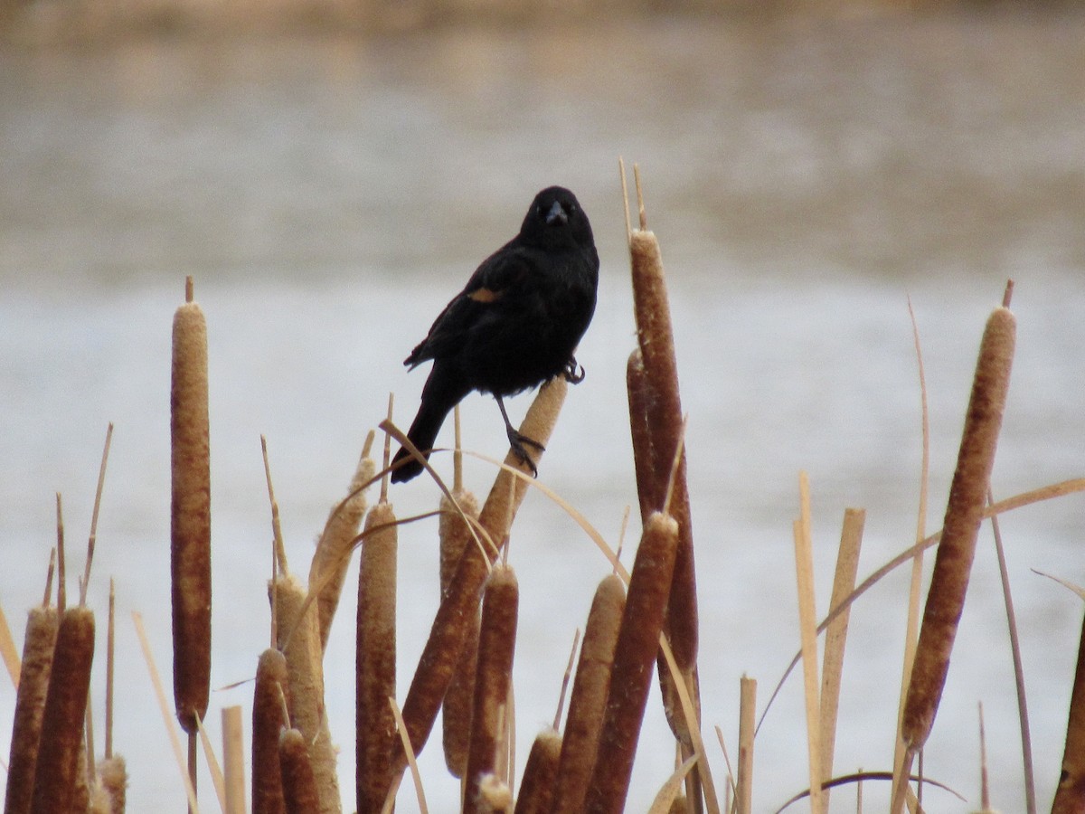 rødvingetrupial - ML647442841