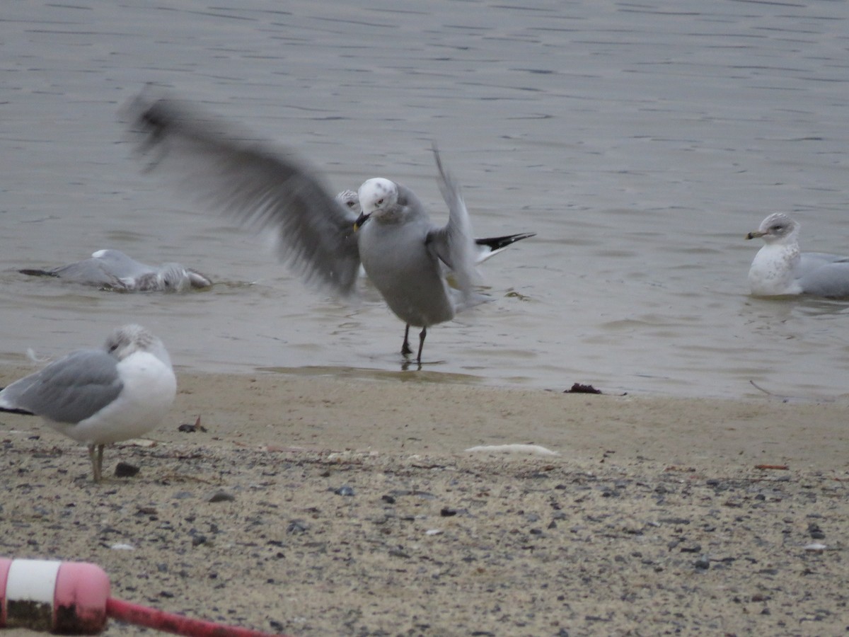 Ring-billed Gull - ML647442846