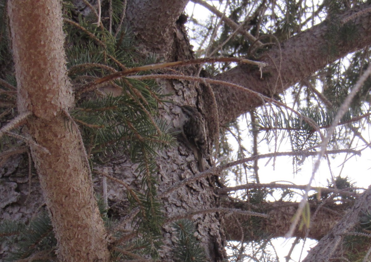 amerikatrekryper - ML647442847