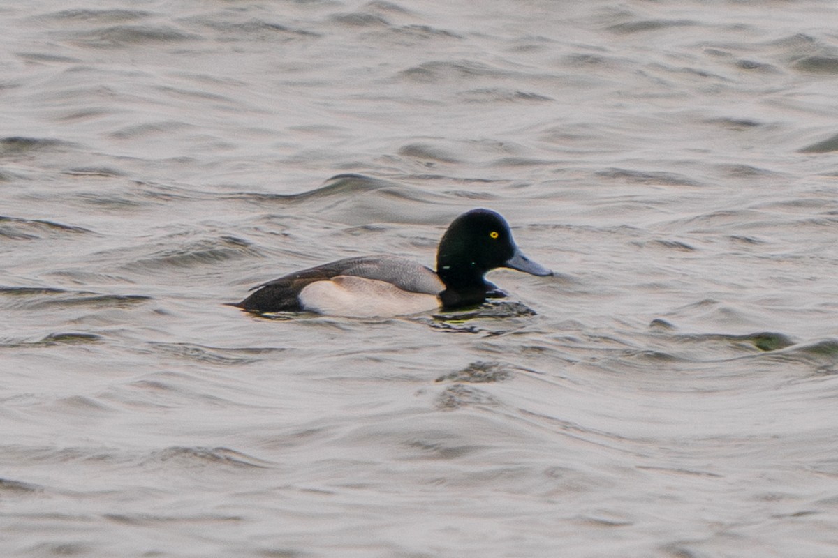 Greater Scaup - ML647442848