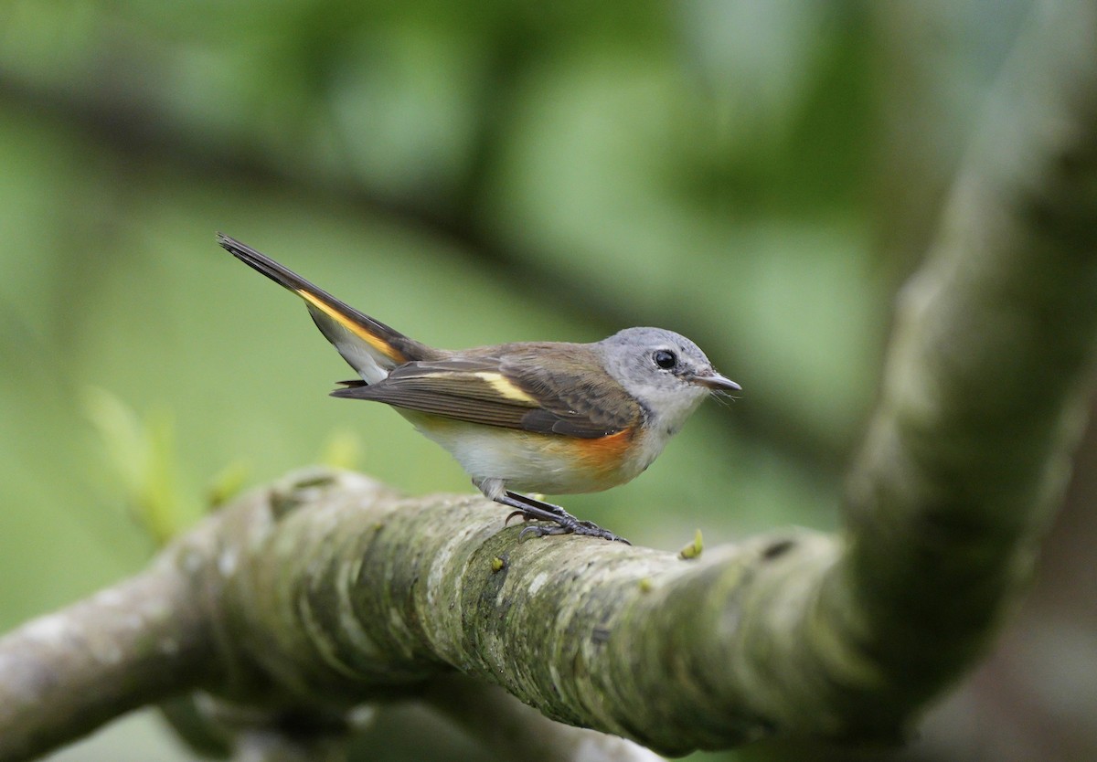 Горихвостковая древесница - ML647442853