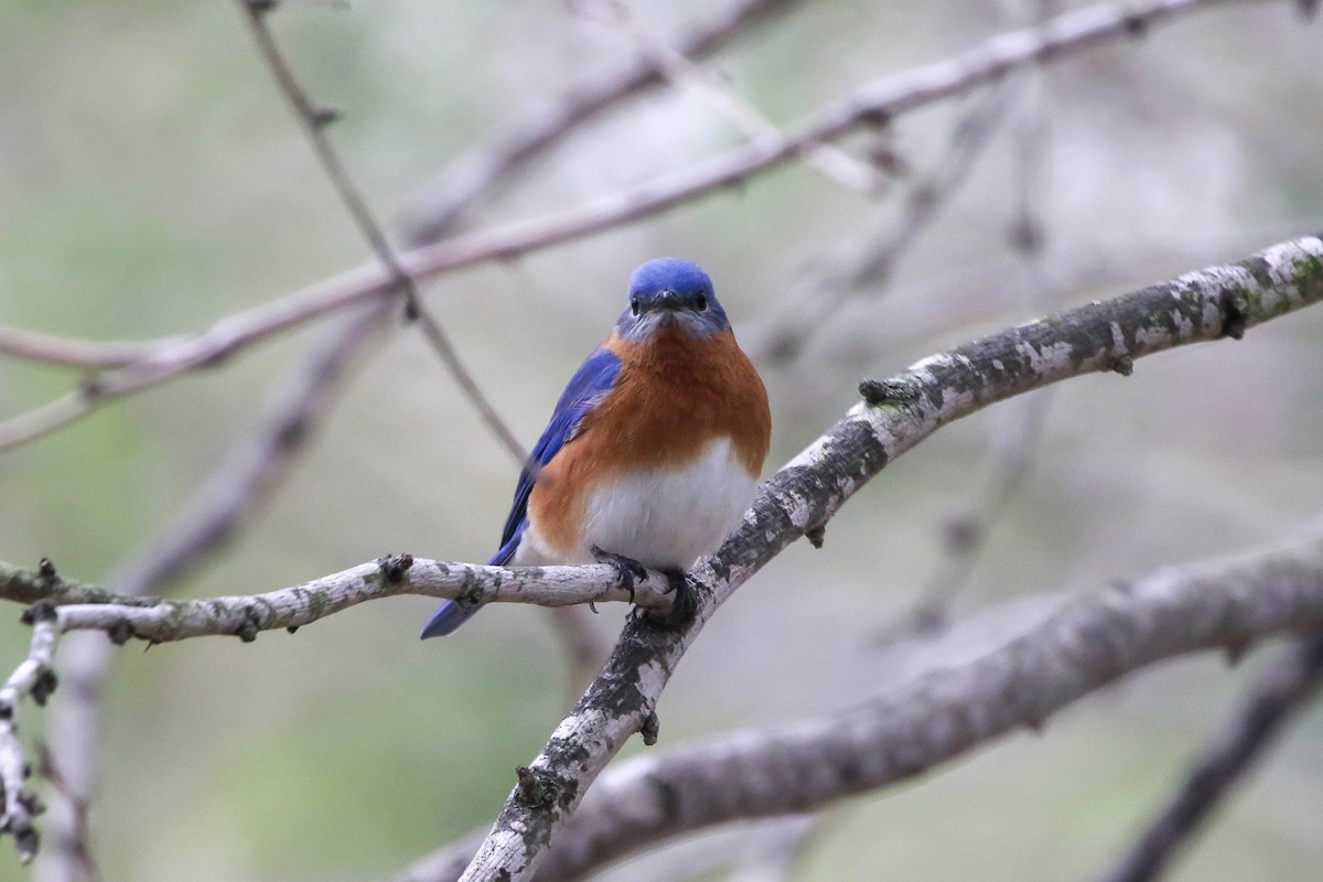 Eastern Bluebird - ML647442854