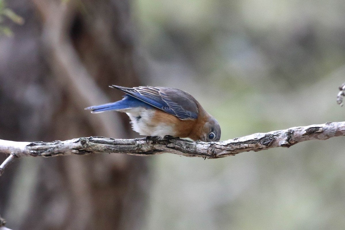 Eastern Bluebird - ML647442861