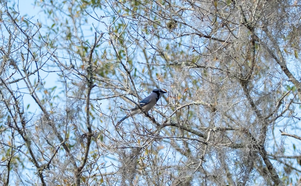 Сизойка блакитна - ML647442862