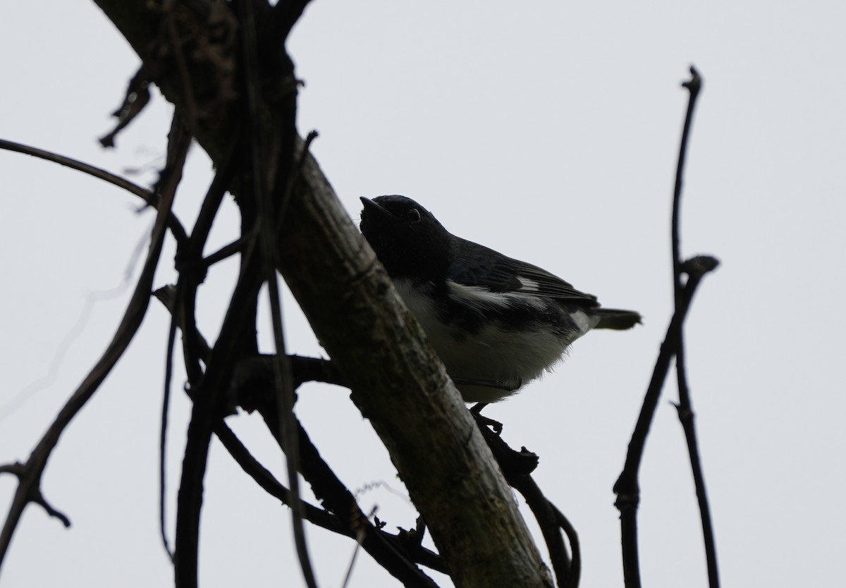 Black-throated Blue Warbler - ML647442869