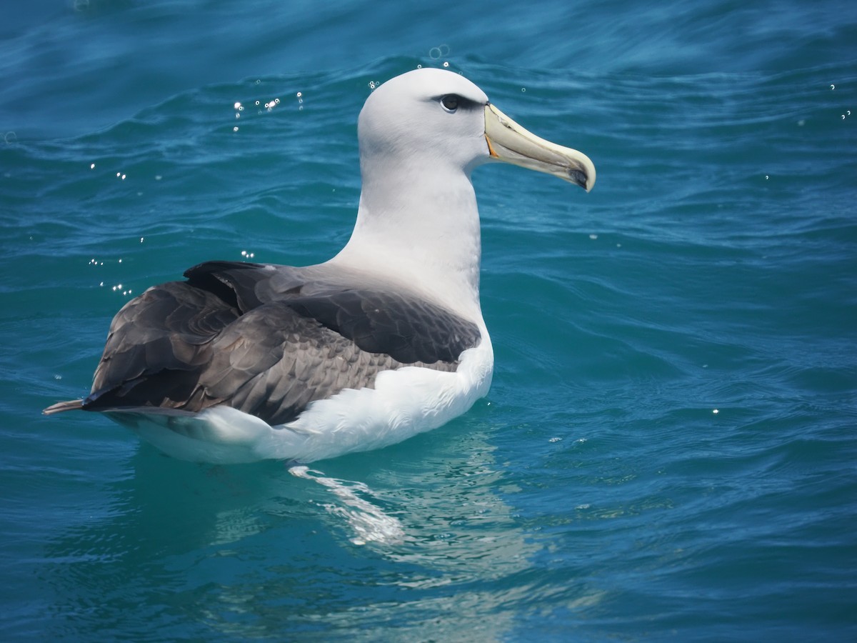 Salvin albatrosa - ML647442874