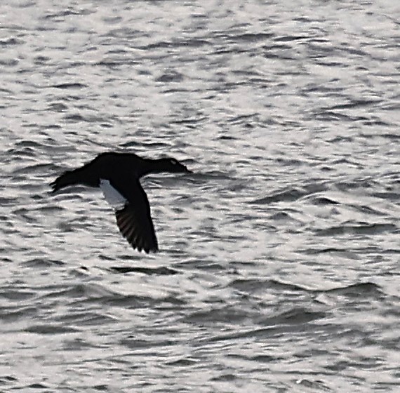White-winged Scoter - ML647442892