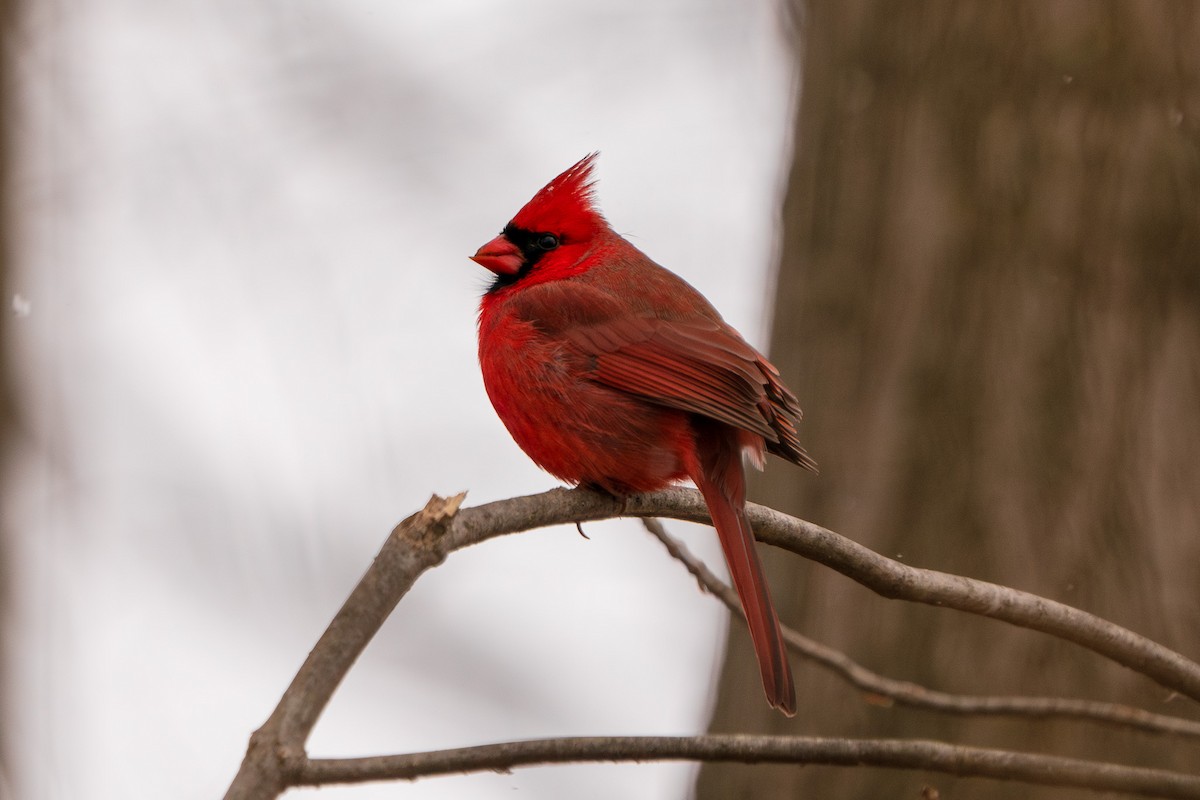 rødkardinal - ML647442897