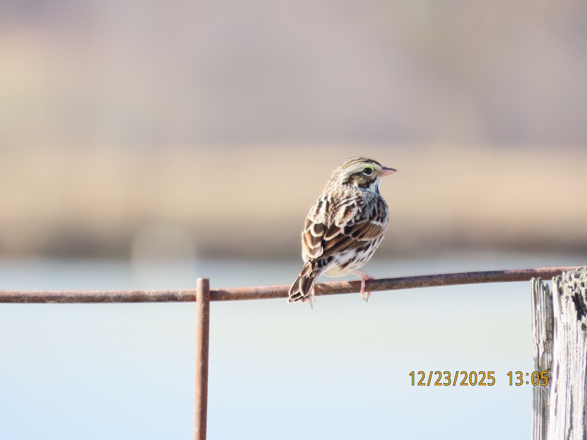 Savannah Sparrow - ML647442898