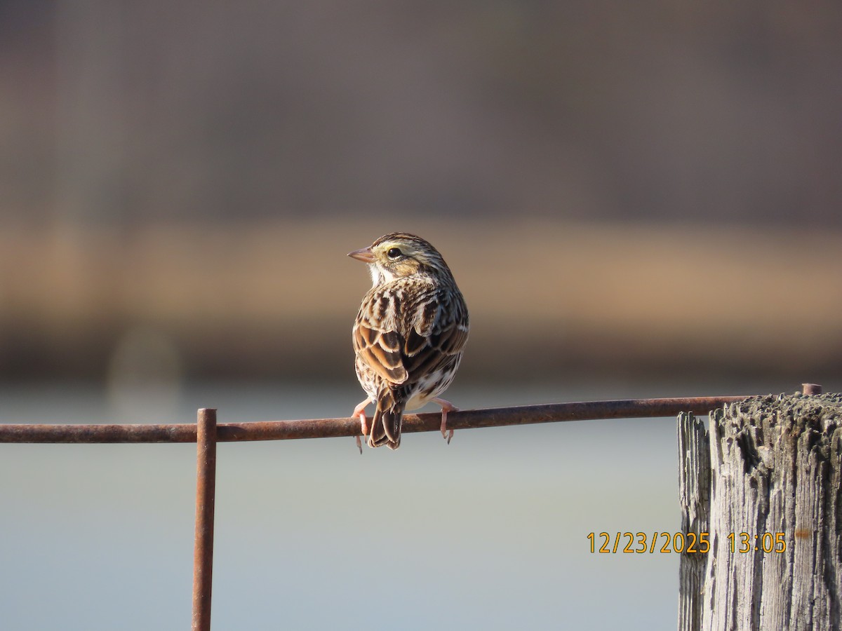 Savannah Sparrow - ML647442903