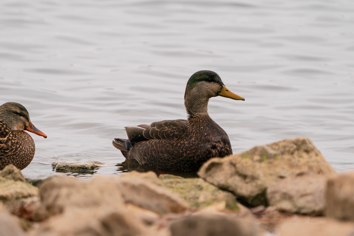 Mallard x American Black Duck (hybrid) - ML647442925