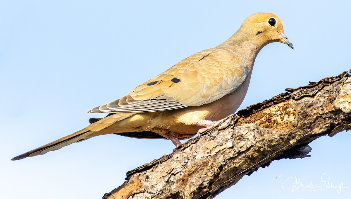 Mourning Dove - ML647442938