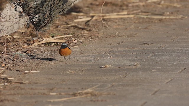 Горихвістка сибірська - ML647442965