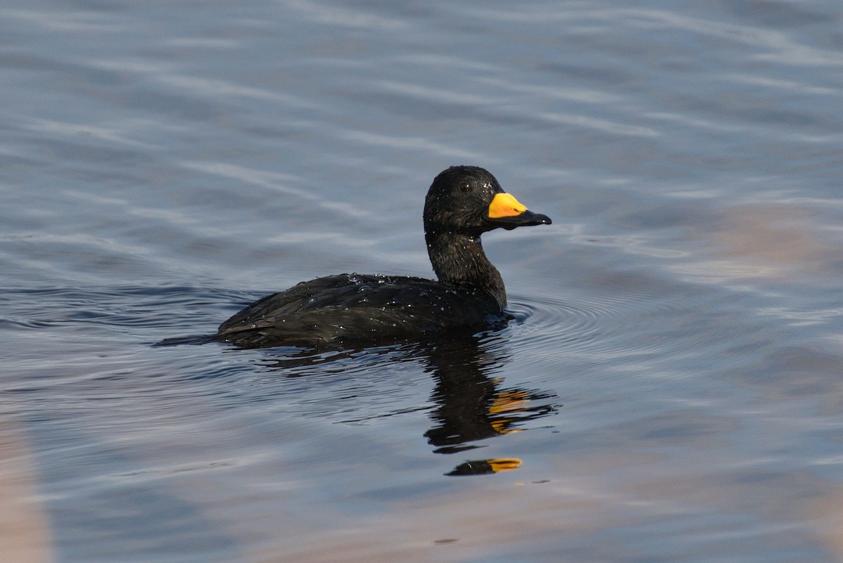 amerikasvartand - ML647442970